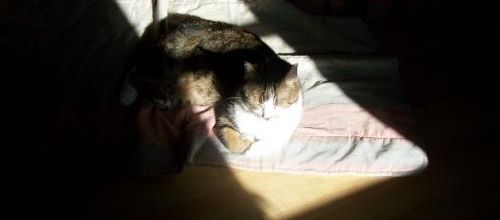 Un bain de soleil