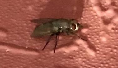 QUEL INSECTE EST-CE ? LE SAVEZ-VOUS ?