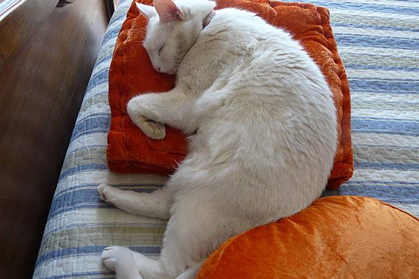 JE SUIS UNE BELLE CHATTE BLANCHE