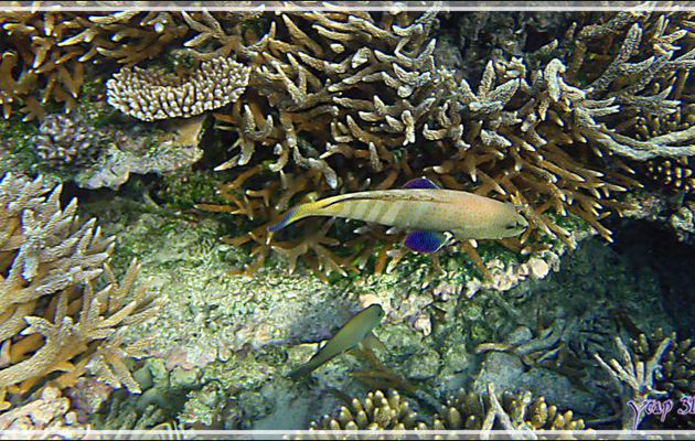 Mérou paon ou céleste ou Vieille cuisinière à livrée très claire, Bluespotted grouper (Cephalopholis argus) - Snorkeling à Thudufushi - Atoll d'Ari - Maldives