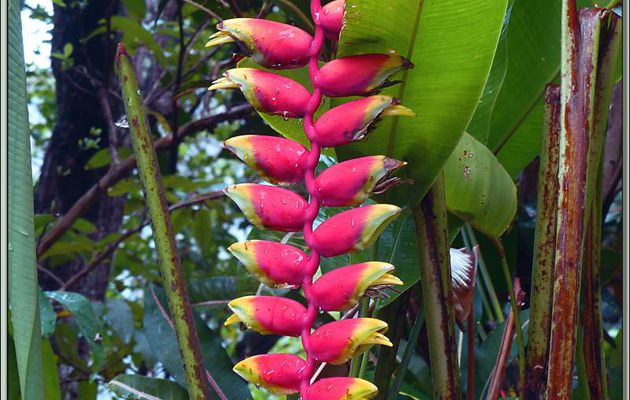 Héliconia rostré ou Pince de homard (Heliconia rostrata) - Mahé - Seychelles