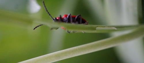 mince du rouge vif dans le jardin