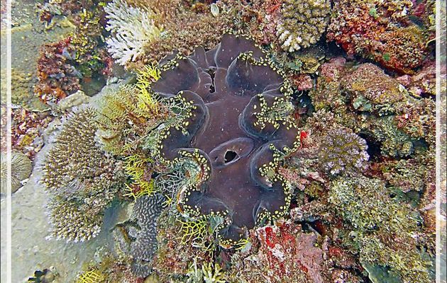 Grand Bénitier gaufré, Squamose giant clam (Tridacna squamosa) - Beangovo - Tsarabanjina - Mitsio - Madagascar