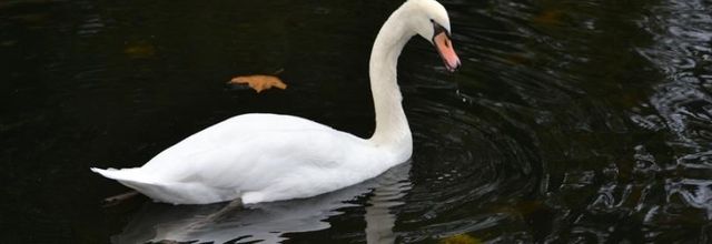 Comment les oiseaux de nos parcs supportent t'ils le froid ? 