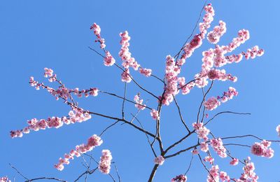 Youpi ! c'est le printemps !