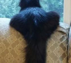 Ho mon beau chat noir !