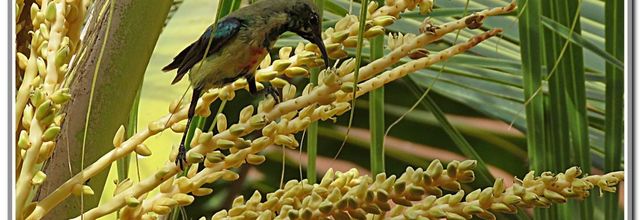 LE RETOUR ....LE REPAS DES OISEAUX