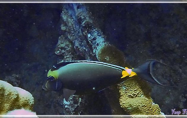 Nason à éperons orange du Pacifique, Orangespine unicornfish (Naso lituratus) - Passe Tumakohua (passe sud) - Atoll de Fakarava - Tuamotu - Polynésie française