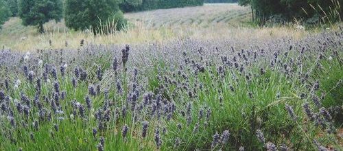 Info producteur : quelques clichés des Jardins du Salvet...