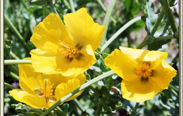Glaucienne jaune ou pavot cornu (Glaucium flavum) - Loix-en-Ré - Ile de Ré - 17