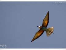 Guêpier d'Europe - Merops apiaster - European Bee-eater