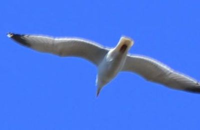 voir en bleu 