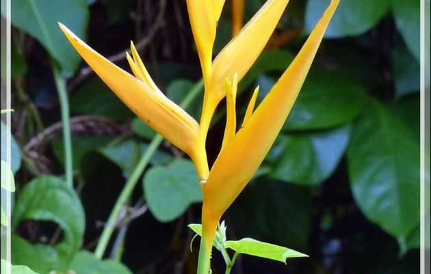 Héliconia bec de perroquet (Heliconia psittacorum) - Raiatea - Polynésie française
