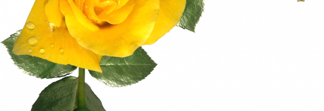 ✿*ﾟYellow flowers