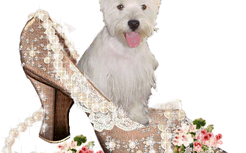 Nos amis les chiens/ le westie