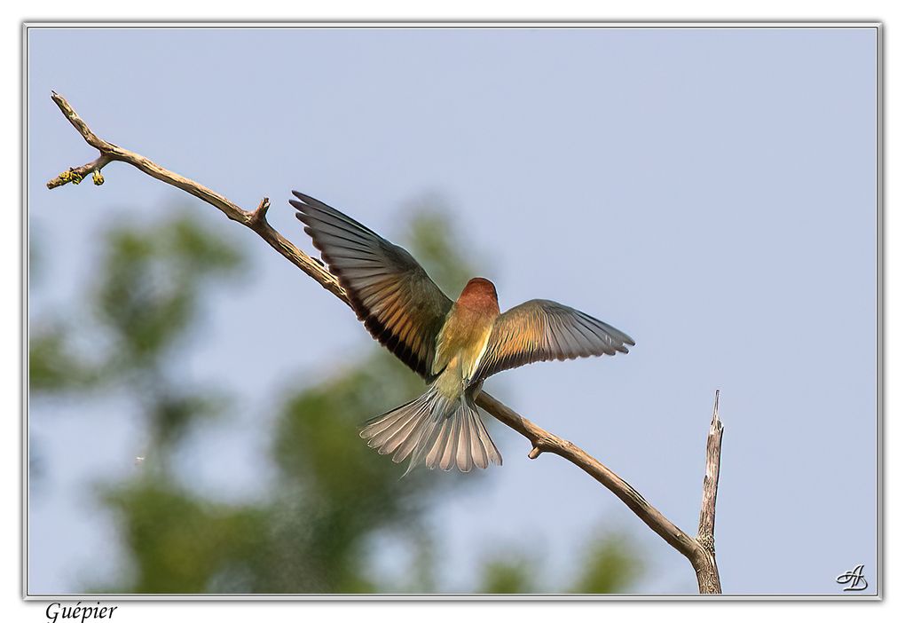 04 - Oiseaux