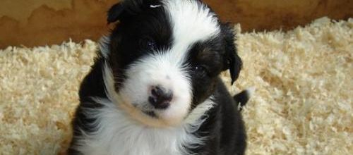 Petit Balou...
