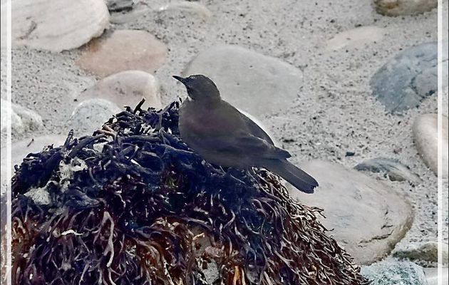 Cinclode fuligineux, Blackish Cinclodes (Cinclodes antarcticus) - Grave Cove - West Falkland (Malvinas, Malouines) - Grande-Bretagne