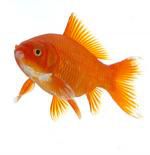 Poisson d'avril !