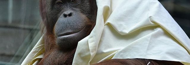 Ménagerie du Jardin des Plantes : Théodora vous présente sa fille Java