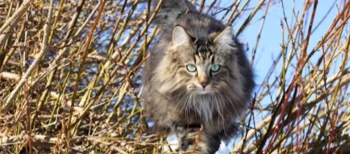 Zoom sur le Chat Norvégien
