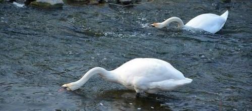 ... comme se retrouver le bec dans l'eau...