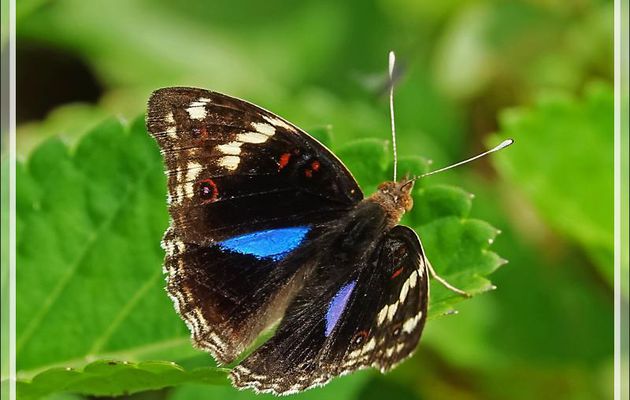 Papillon Junonia oenone, Dark blue pansy (Junonia oenone epiclelia) - Nosy Sakatia - Madagascar