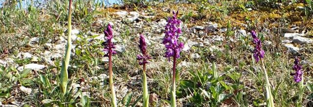 Orchis mascula  -  orchis mâle