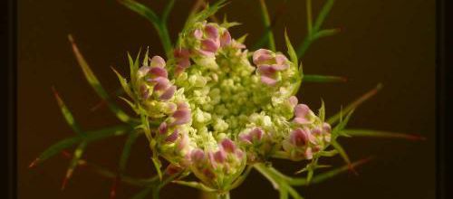 La carotte sauvage, Daucus carota