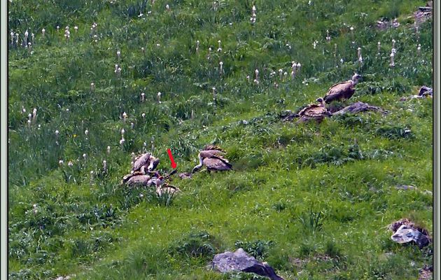 Vautours fauves à la curée (Gyps fulvus) - Vallon d'Esquierry - Oô - 31