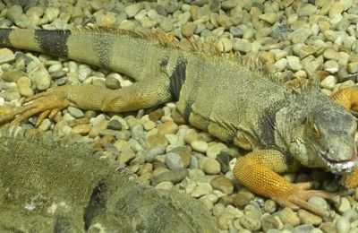Iguanes, entre dragons terrestres et animaux préhistoriques ?