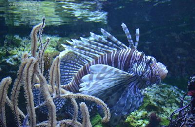 Palais de la Porte Dorée et l'Aquarium Tropical : Rascasse Volante