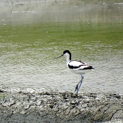 Avocette élégante et sa progéniture