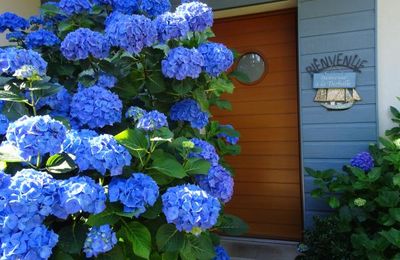 Mon reve bleu - le bleu breton