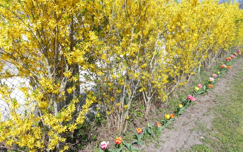 mes fleurs du jardin !  en plein-écran