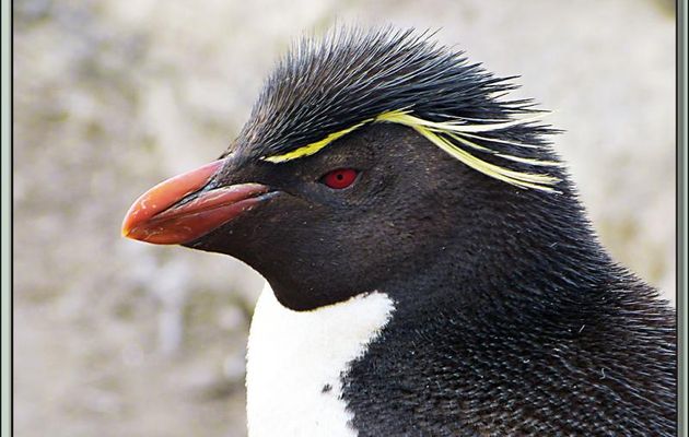 La beauté du Gorfou sauteur (Eudyptes chrysocome) - Saunders Island - Falkland Islands, Iles Malouines, Islas Malvinas