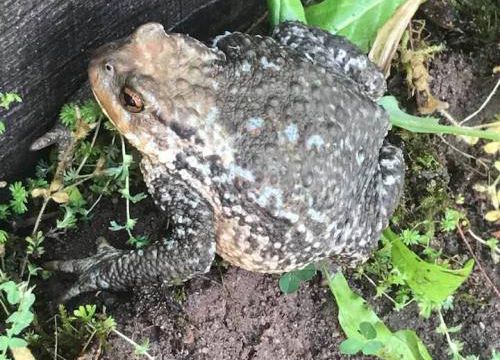Monseur crapaud est revenu