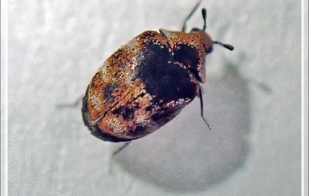 Dermeste des tapis ou Anthrène des tissus (Anthrenus verbasci) - Lartigau - Milhas - 31
