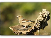 Grosbec casse noyaux ♀ et ♂