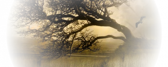 Fin de mon blog