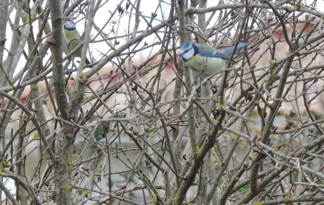la mésange du jour !