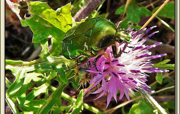 Cétoine dorée (Cetonia aurata) sur centaurée rude (Centaurea aspera) - La Couarde - Ile de Ré - 17