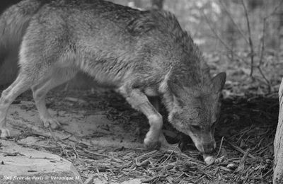 Rambouillet : Le loup de retour en Île-de-France ?