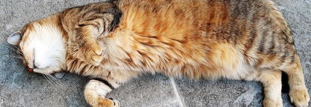 Dimanche c'est chat et ... +++