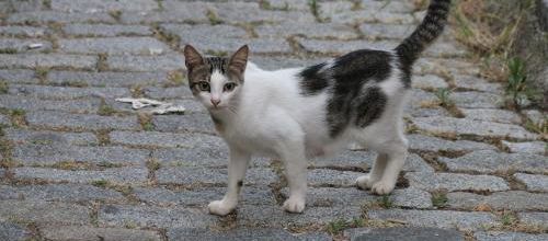 6 animaux déclarés disparus sur 10 sont des chats