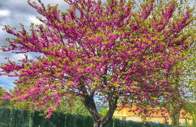 Arbre de Judée