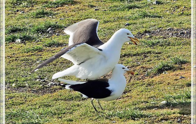 Petits câlins chez les Goélands dominicains, Kelp gull, Gaviota cocinera (Larus dominicanus) - Île Magdalena - Patagonie - Chili