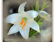  Fleurs Blanches.