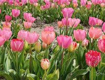 Le temps des tulipes en Haute Provence