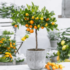 Plantations 